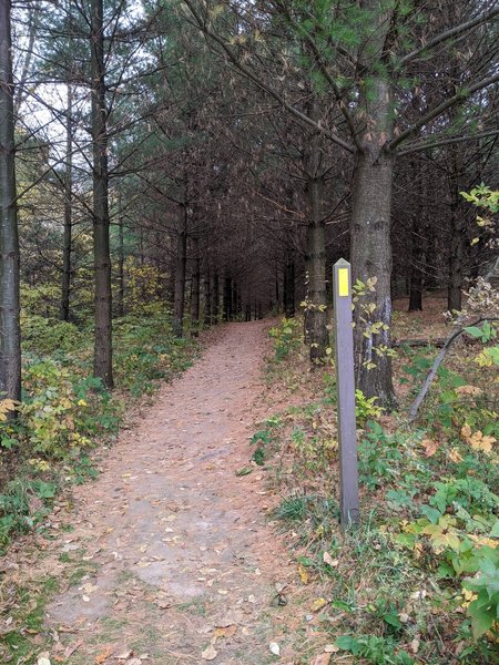 Cool evergreen tunnel not far from Shannon Rd.