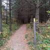 Cool evergreen tunnel not far from Shannon Rd.