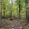 The east end of the Yellow Trail in early fall.