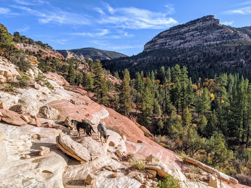 Sandstone and Canyon