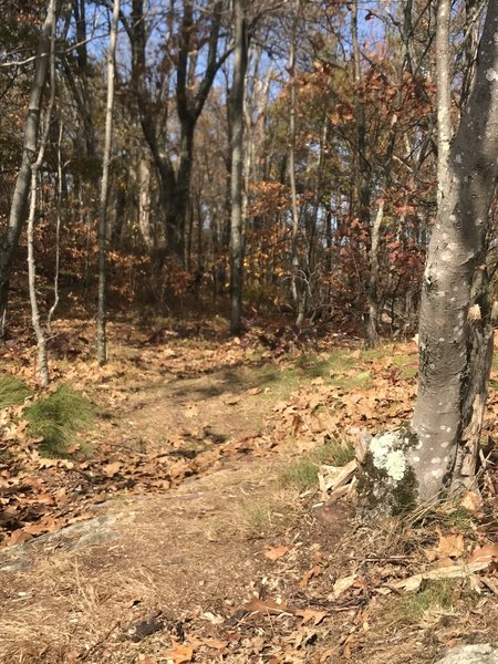 Emerging from the woods to Stapleton Point.