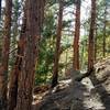 Part of Singletrack Platte River Trail #654.