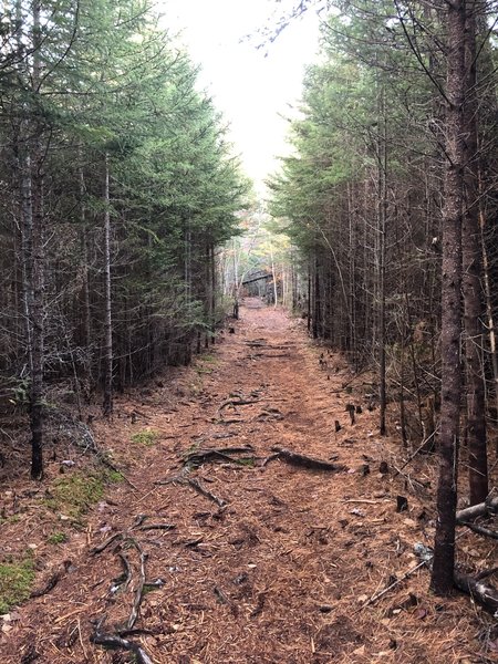 Oliverian Brook Trail