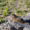 A Hoary Marmot enjoying the early morning sun.