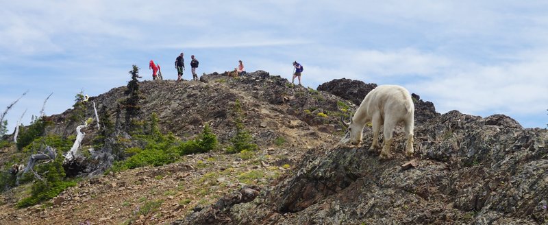 A mountain goat below the summit of Miller Peak.