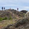 A mountain goat below the summit of Miller Peak.