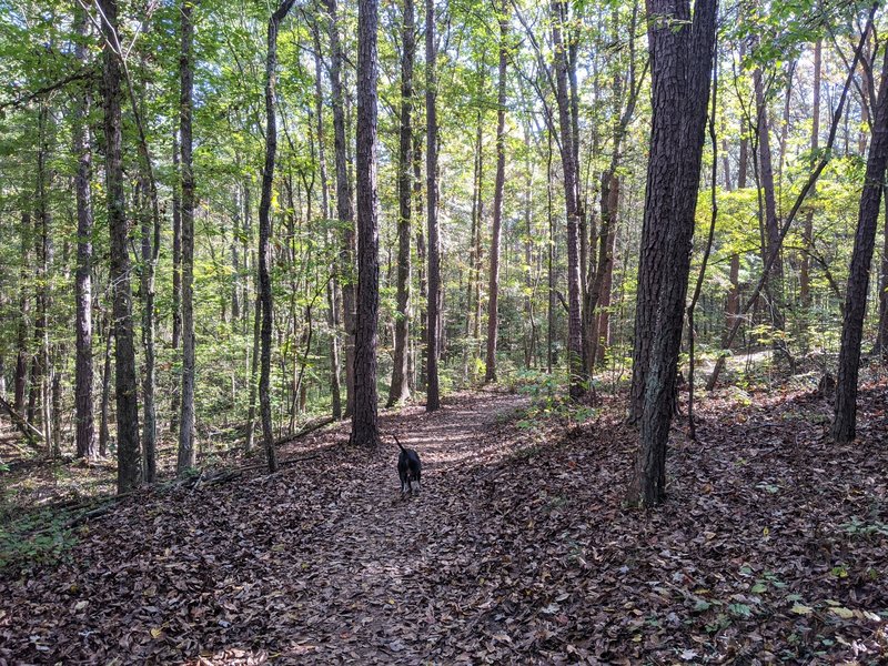 The Pine Hollow Trail in late October.