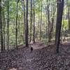 The Pine Hollow Trail in late October.