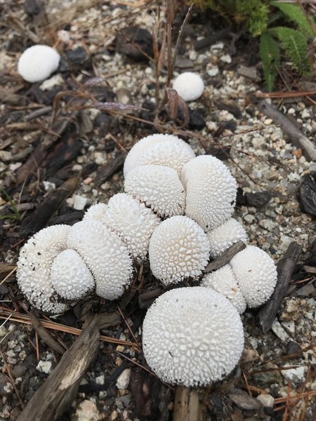 Puffball Mushrooms.