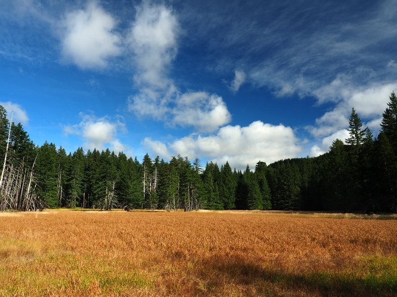 The huge meadow in Windy Valley.