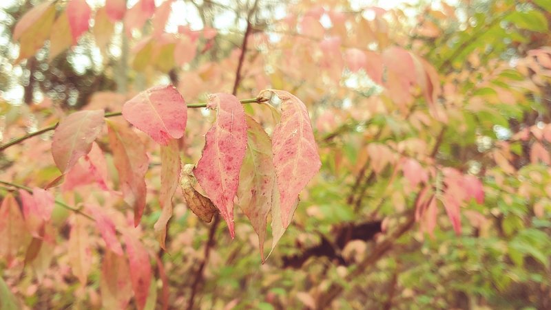 Leaves