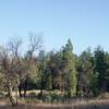 The trails open up around the intersection of Charcoal Road and the Table Mountain Trail.