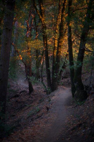 The light at Golden Hour peeks through the trees along the Saratoga Gap trail around sunset.  The light peeks through the trees along the trail making beautiful scenes at various points in the hike.