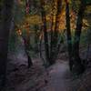 The light at Golden Hour peeks through the trees along the Saratoga Gap trail around sunset.  The light peeks through the trees along the trail making beautiful scenes at various points in the hike.