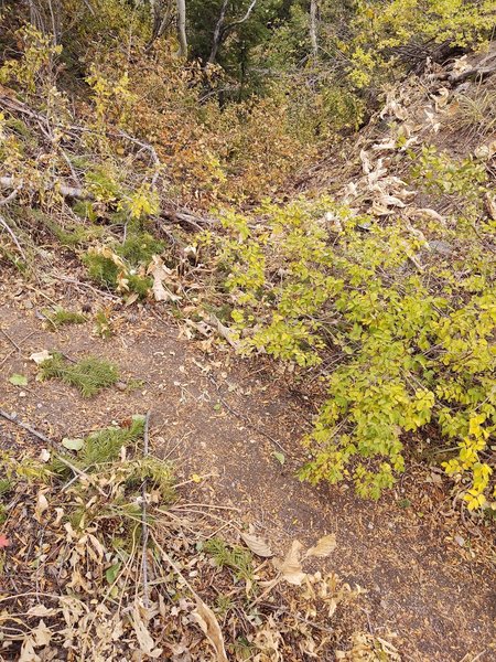 Believe it or not, this is the entrance to Smuggler's Gap from the ridge trail (running mid-left to lower-right in the photo.)  The entrance leaves the trail going straight ahead.