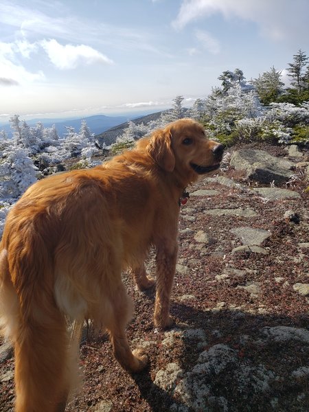 In the clearing just below summit on gorge brook trail.