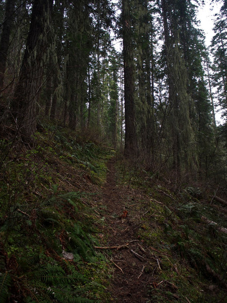 Grand Fir forest near the trailhead.