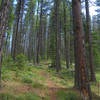 Mixed conifer forest below the crest of Hungry Ridge.