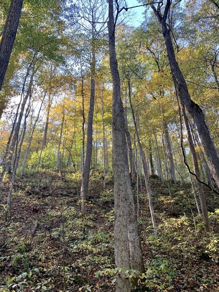 Peering through the treetops from the riverbed.