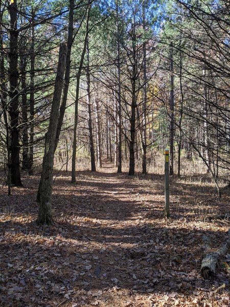 Nice singletrack section through some pines.