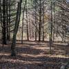 Nice singletrack section through some pines.