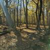 The trail obscured by leaves.