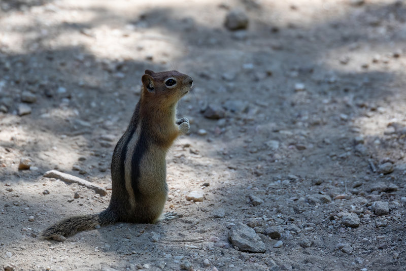 A chipmunk on Amphitheater Lake Trail.