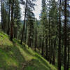 The Wikiup Creek Trail leads through sunny, open forests of Ponderosa Pine.