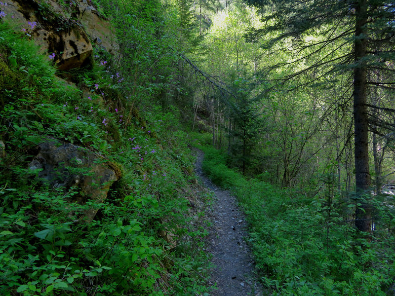 The Cougar Creek Trail follows the creek for about half a mile before climbing up the ridge.