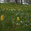 There are over 250,000 daffodils blooming at BCA in the spring time.