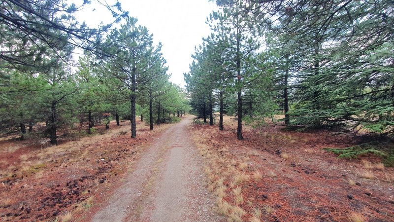 Lonely trail between pine trees.