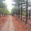 Running northeast through a trail between trees.