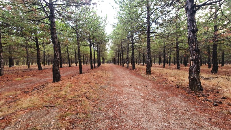 Running northeast through a trail between trees.