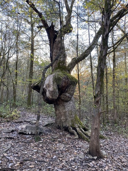 Weird tree along the trail