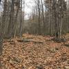 View up Doublehead Ski Trail.