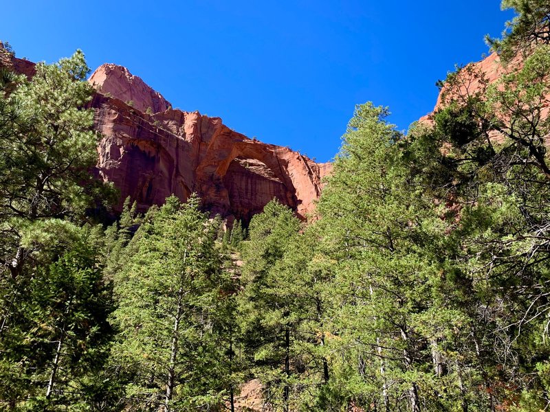 One of the most enjoyable parts of walking through Kolob canyon is the beautiful contrast between the orange cliffs and the green trees. Ponderosa Pines and other evergreens decorate the canyons, joined on occasion by the odd deciduous tree as well.