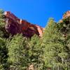 One of the most enjoyable parts of walking through Kolob canyon is the beautiful contrast between the orange cliffs and the green trees. Ponderosa Pines and other evergreens decorate the canyons, joined on occasion by the odd deciduous tree as well.