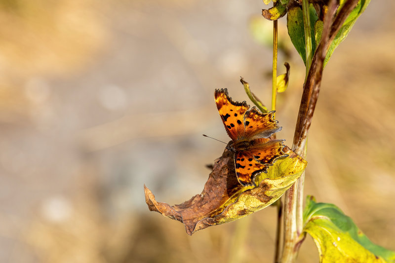 Butterfly on the shore of Trapper Lake.