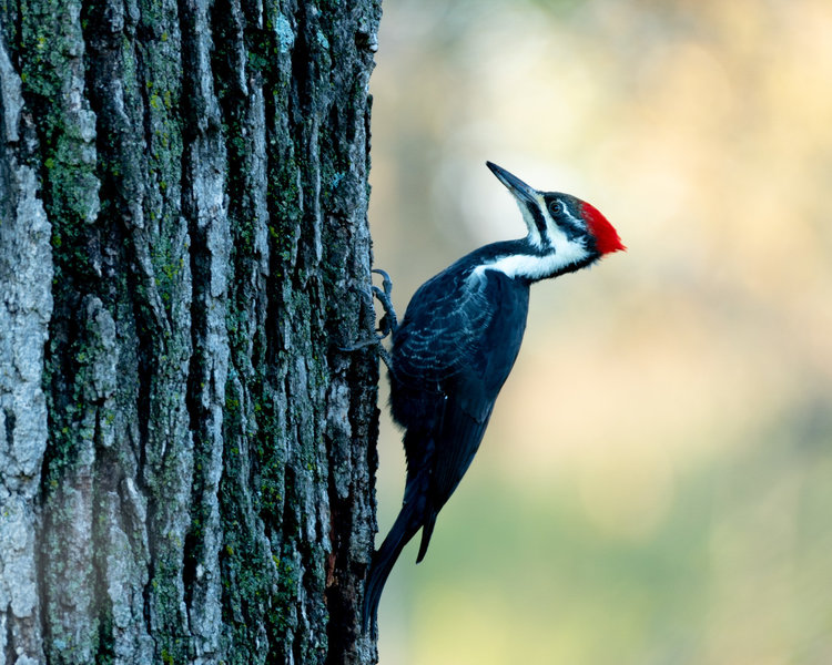 Pilleated woodpecker on trail.