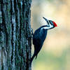 Pilleated woodpecker on trail.