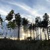 Sunset through the pine.