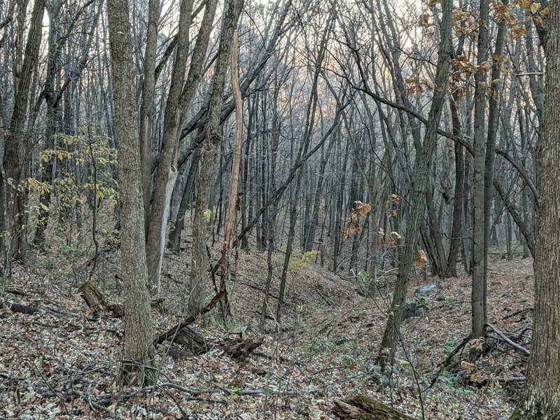 At the top of the wooded hill.