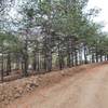 Pine trees next to the wide dirt road.