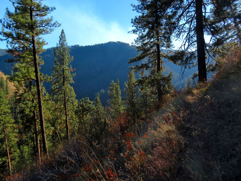 Climbing through a forest of Ponderosa pine on the Castle Creek Trail.