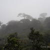 Example of cloud forest on hike to Kirigalpoththa in Horton Plains