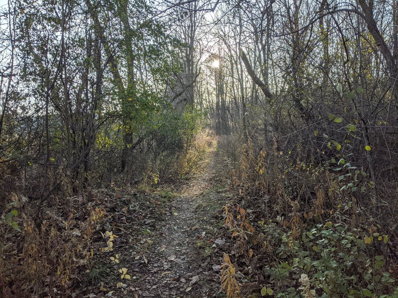 Singletrack section at the west end of the trail.