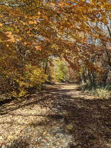 It's fall, and the leaves are falling along Valley View Drive. Beautiful colors and views.