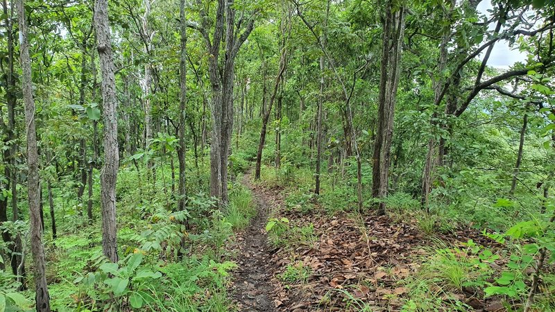 Singletrack on the ridge of Doi Kham.