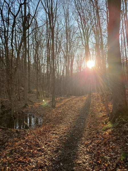 Sunset through the trees on Wagon Trail.