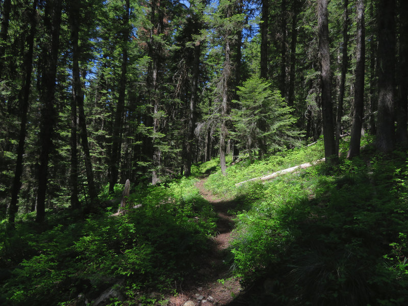 The Silver Ridge Trail leads through shady forests of Grand Fir.